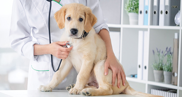 pet care